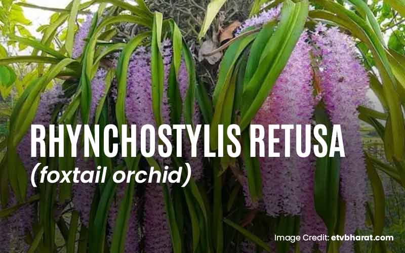 Orchids Of Arunachal- Part 1