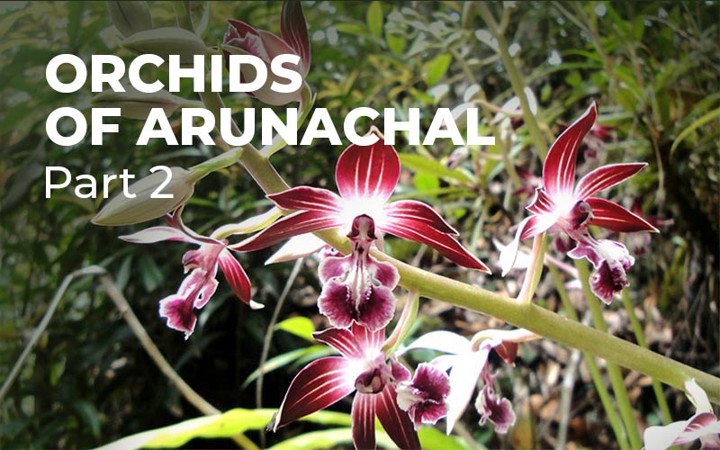 Orchids Of Arunachal: Part 2