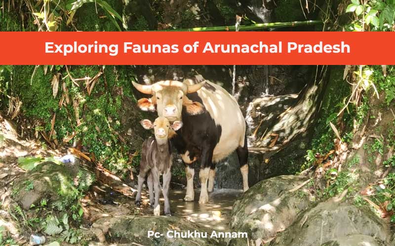 Exploring Faunas Of Arunachal Pradesh