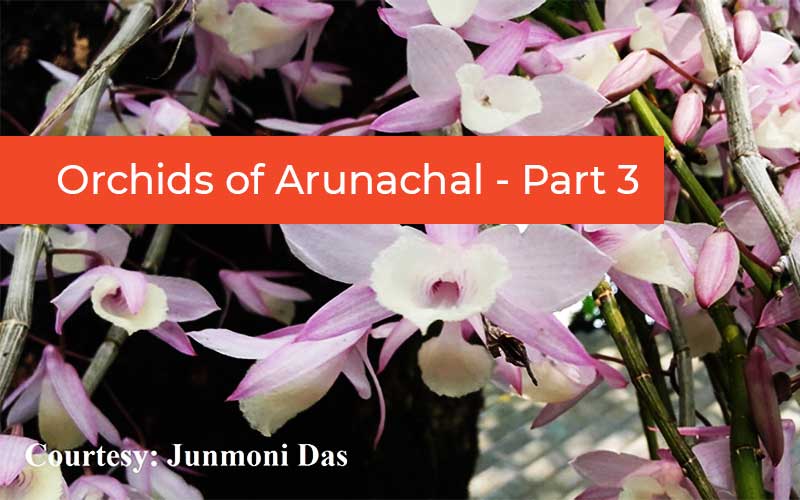 Orchids Of Arunachal - Part 3