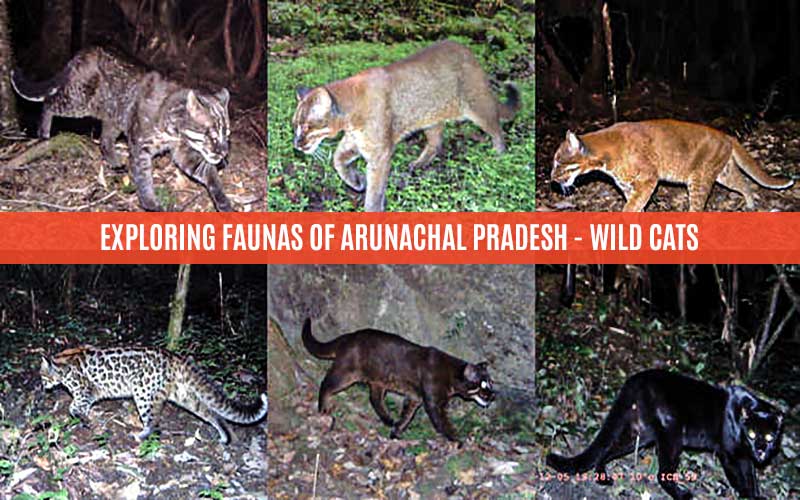 Exploring Faunas Of Arunachal Pradesh - Wild Cats