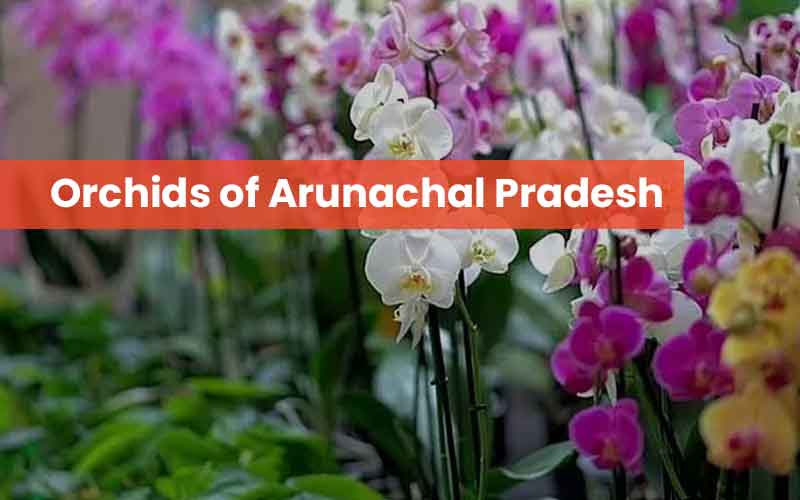 Orchids Of Arunachal Pradesh -Part 4
