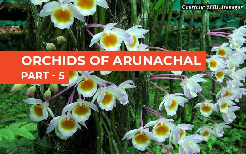 Orchids Of Arunachal - Part 5