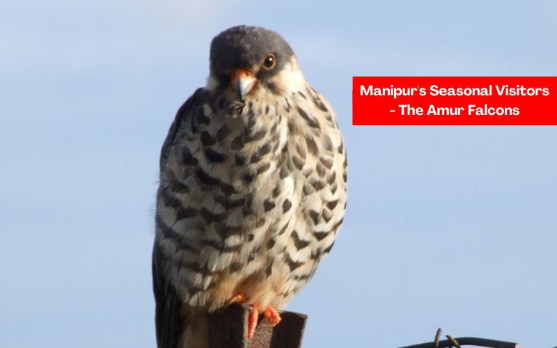 Manipur's Seasonal Visitors: The Amur Falcons