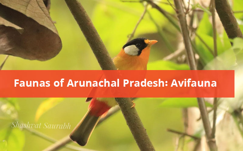 Faunas Of Arunachal Pradesh: Avifauna