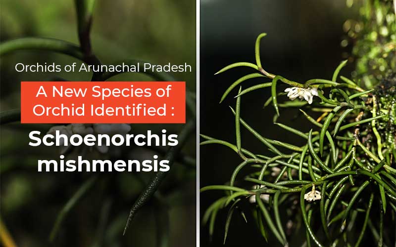 Orchids Of Arunachal Pradesh- A New Species Of Orchid Identified: Schoenorchis Mishmensis