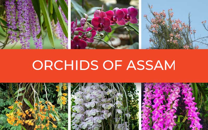 Orchids Of Assam