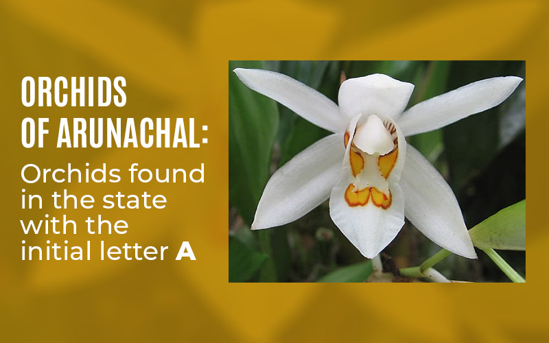 Orchids Of Arunachal: Orchids Found In The State With The Initial Letter A