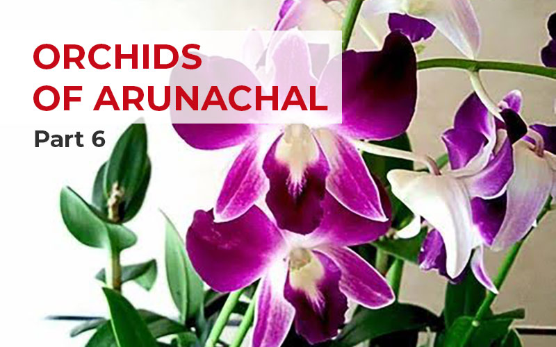 ORCHIDS OF ARUNACHAL - Part 6