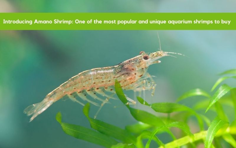 Introducing Amano Shrimp: One Of The Most Popular And Unique Aquarium Shrimps To Buy