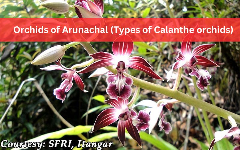 Orchids Of Arunachal (Types Of Calanthe Orchids)