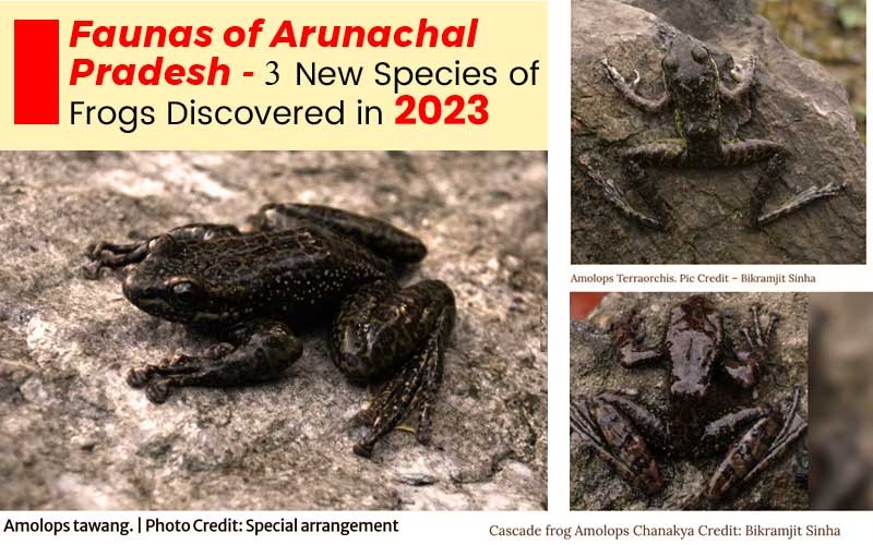 Faunas Of Arunachal Pradesh - 3 New Species Of Frogs Discovered In 2023
