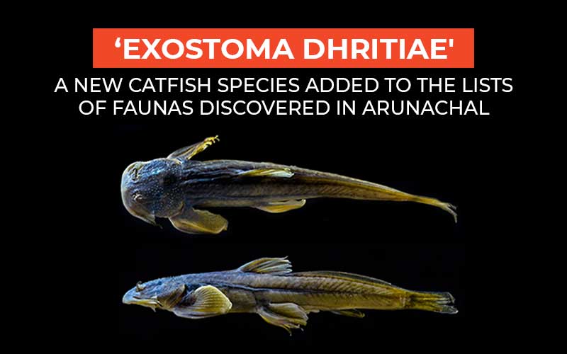 ‘Exostoma Dhritiae' - A New Catfish Species Added To The Lists Of Faunas Discovered In Arunachal