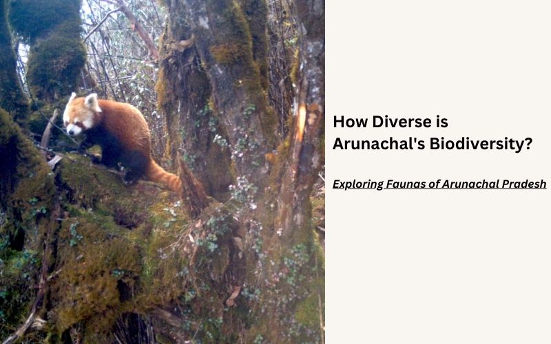 How Diverse Is Arunachal's Biodiversity?  (Exploring Faunas Of Arunachal Pradesh)