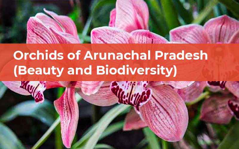 Orchids Of Arunachal Pradesh  (Beauty And Biodiversity)
