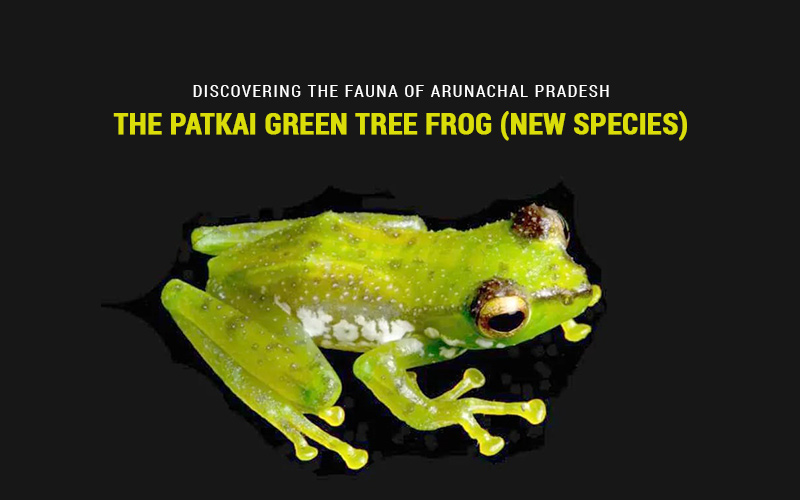 Discovering The Fauna Of Arunachal Pradesh: The Patkai Green Tree Frog (New Species)