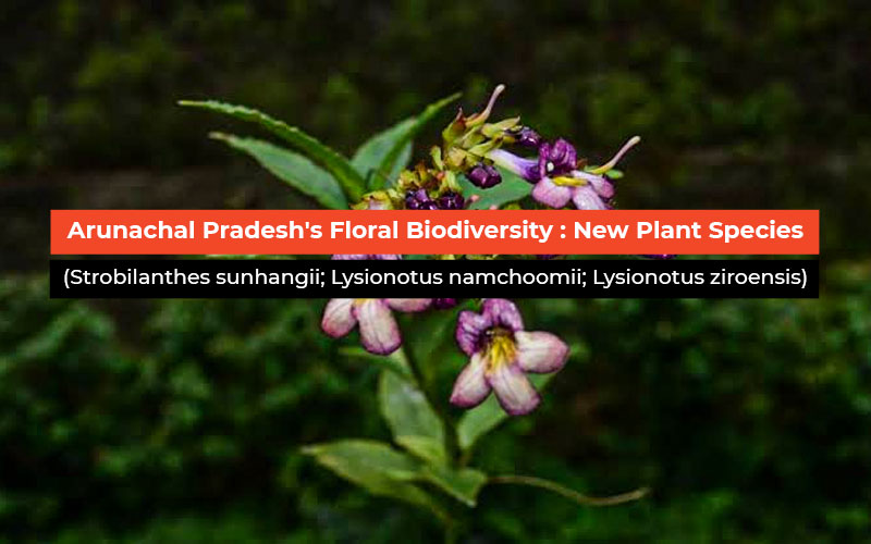 Arunachal Pradesh's Floral Biodiversity: New Plant Species (Strobilanthes Sunhangii; Lysionotus Namchoomii; Lysionotus Ziroensis)