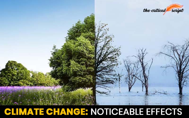 Climate Change: Noticeable Effects